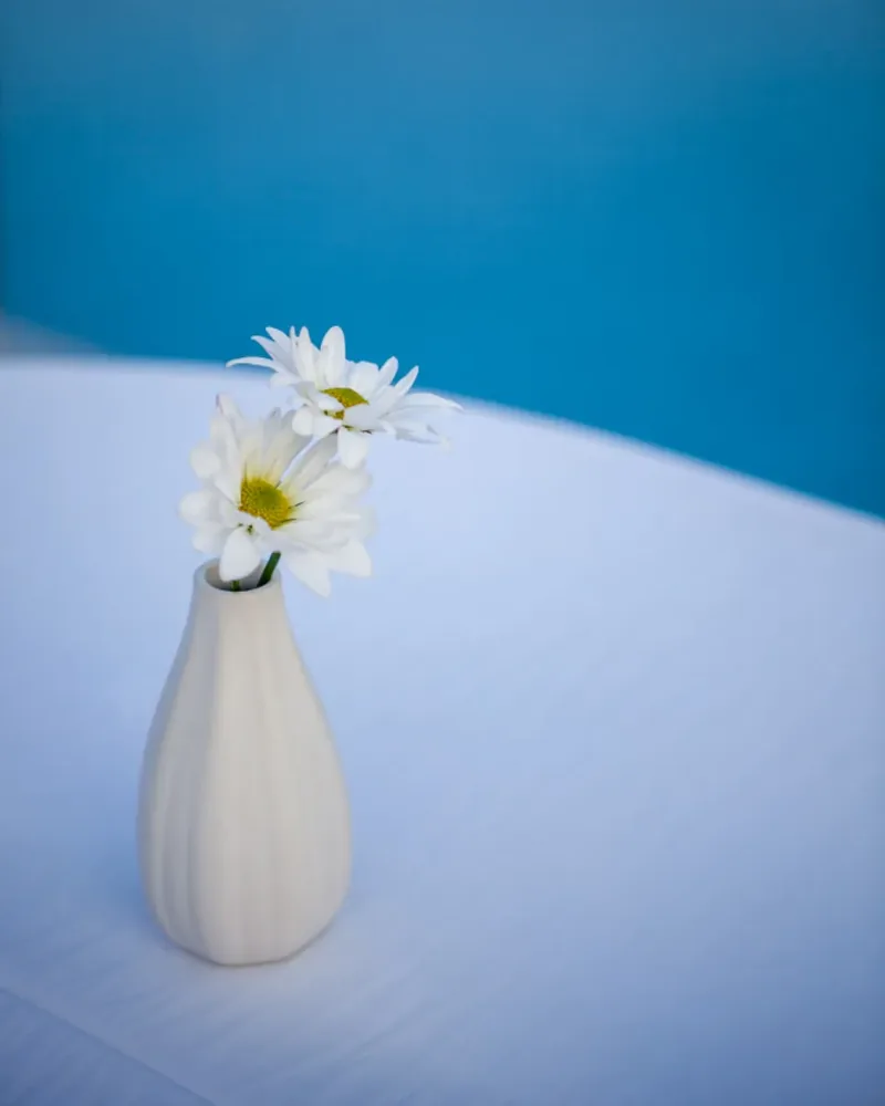A small white ribbed ceramic vase holding two daisies on a pale table